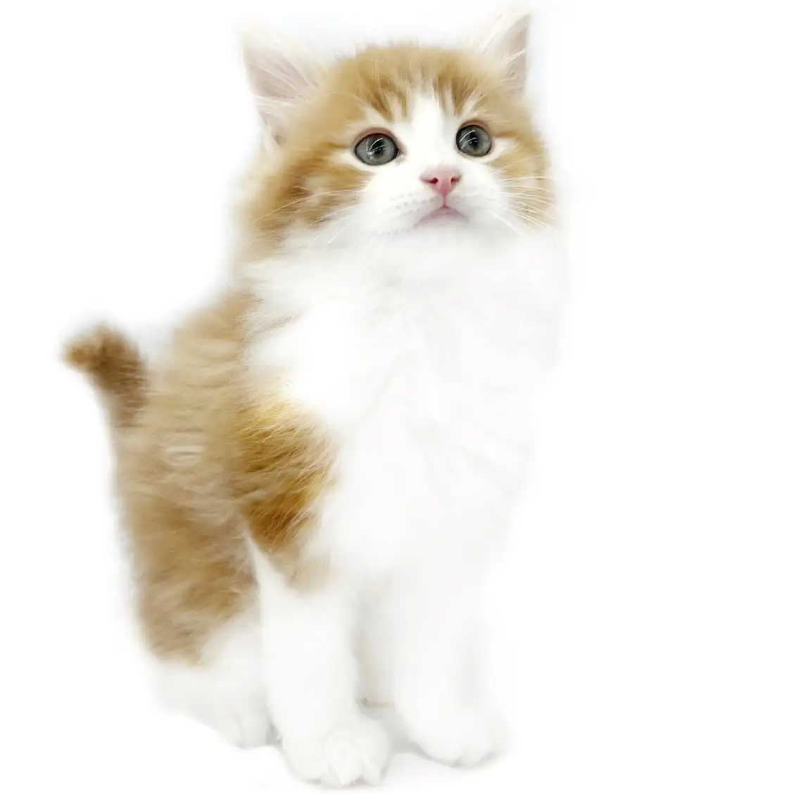 ノルウェージャンフォレストキャット