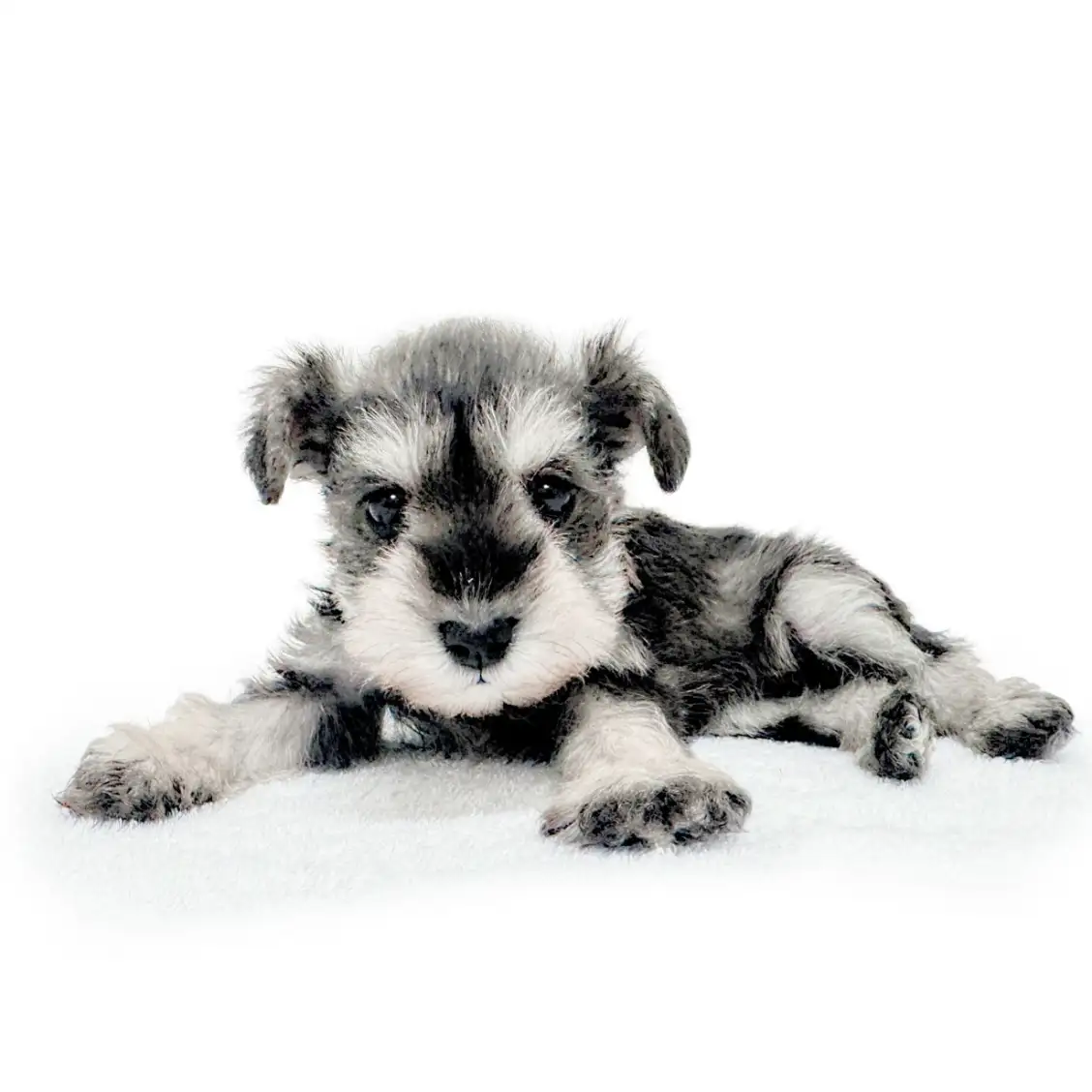 ミニチュア・シュナウザー