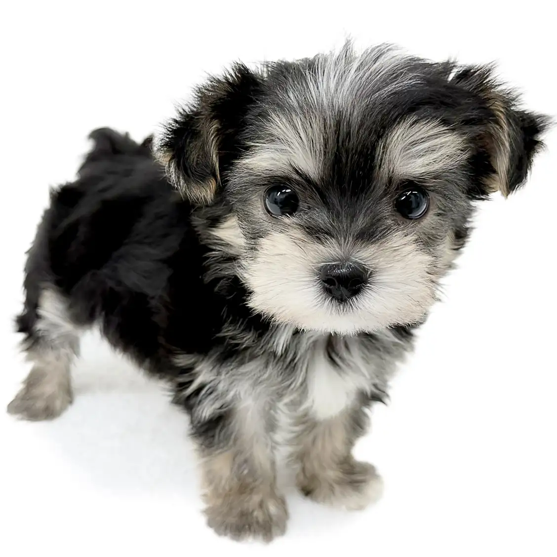 MIX（マルチーズ×ヨークシャーテリア）