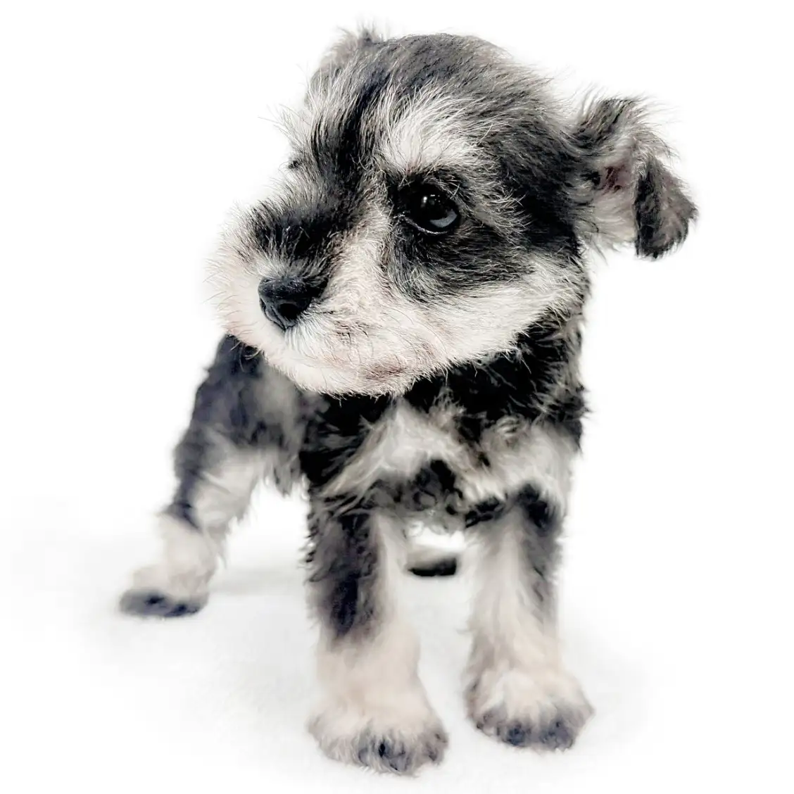 ミニチュア・シュナウザー