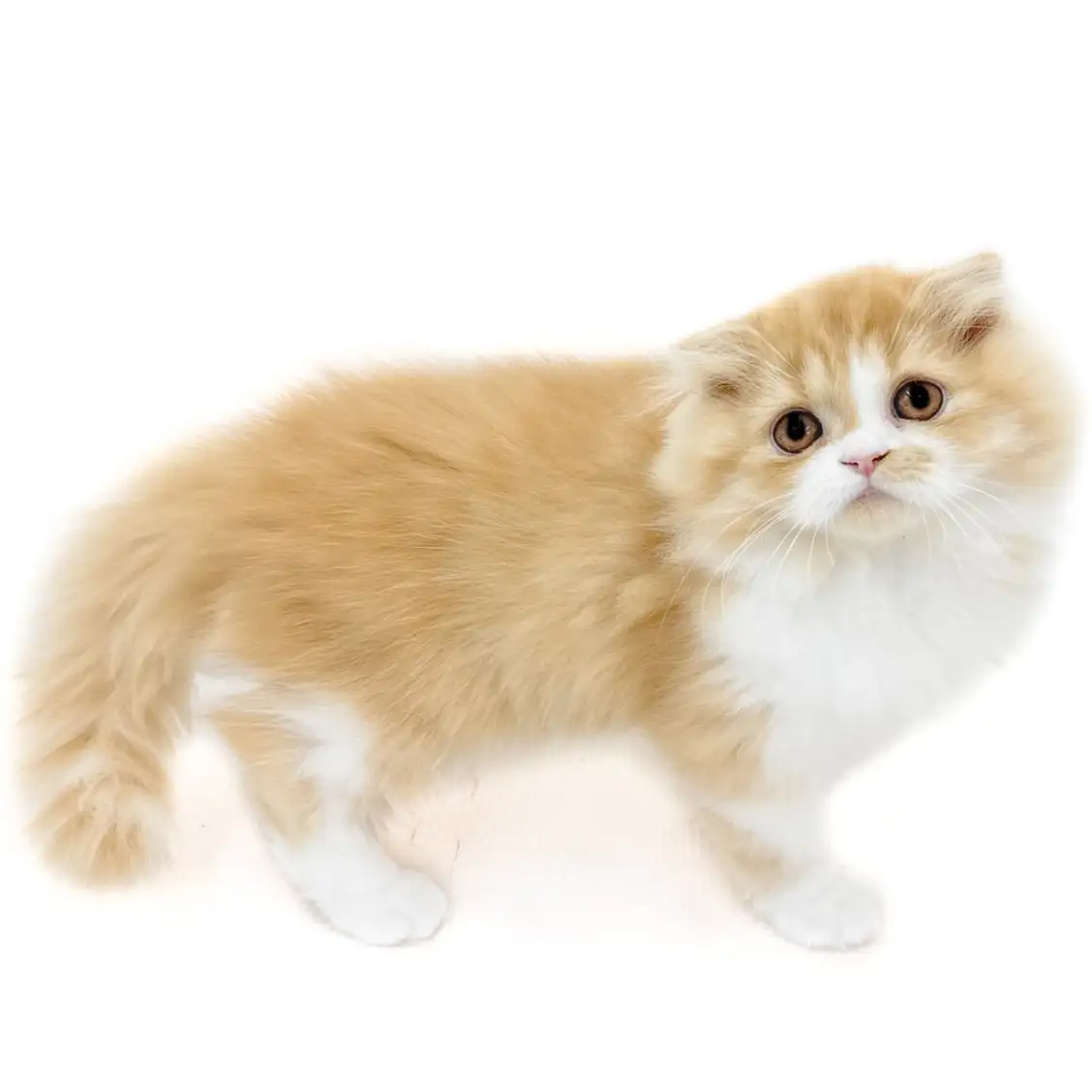 フォールデックス