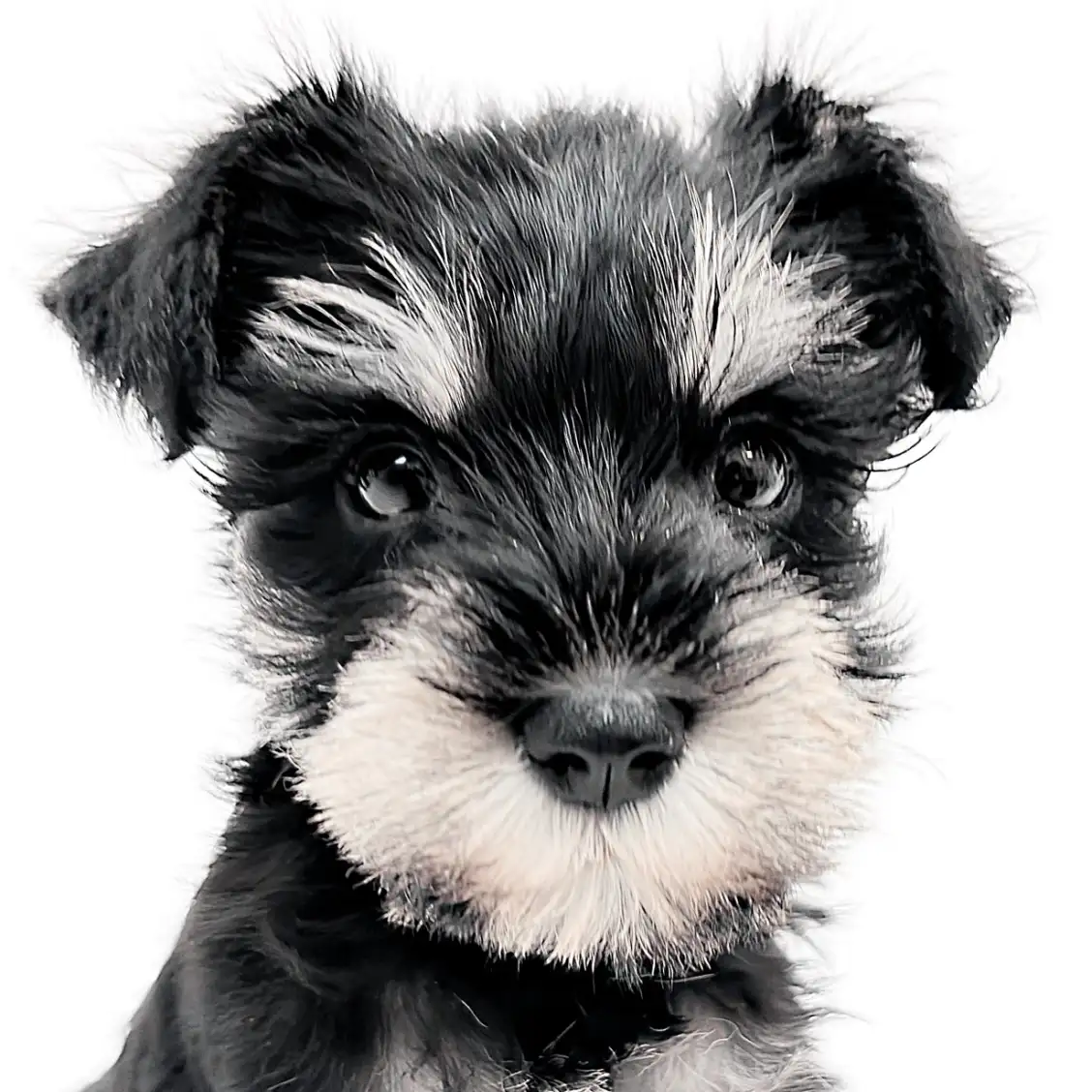 ミニチュア・シュナウザー