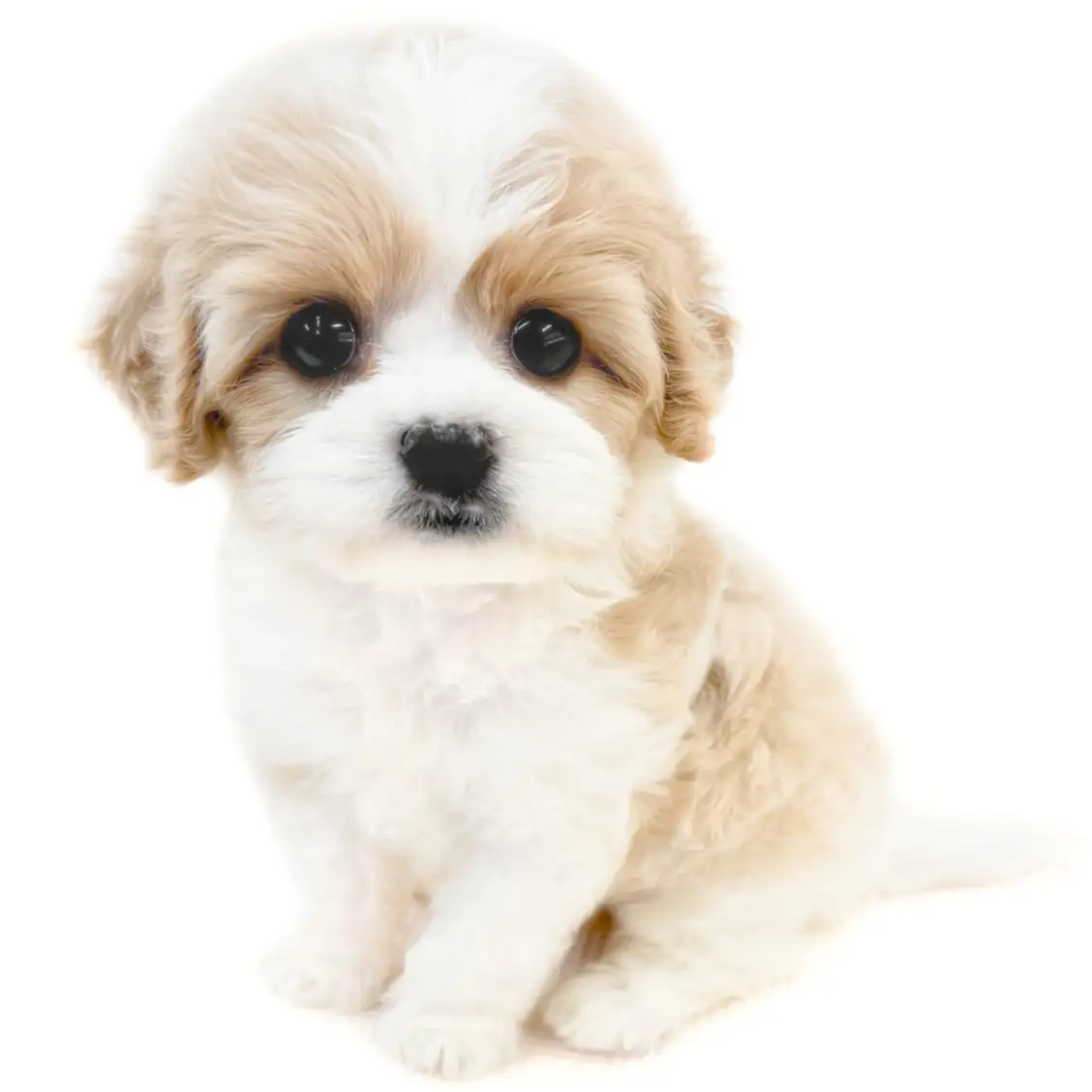 MIX（キャバリアキングチャールズスパニエル×ビションフリーゼ）