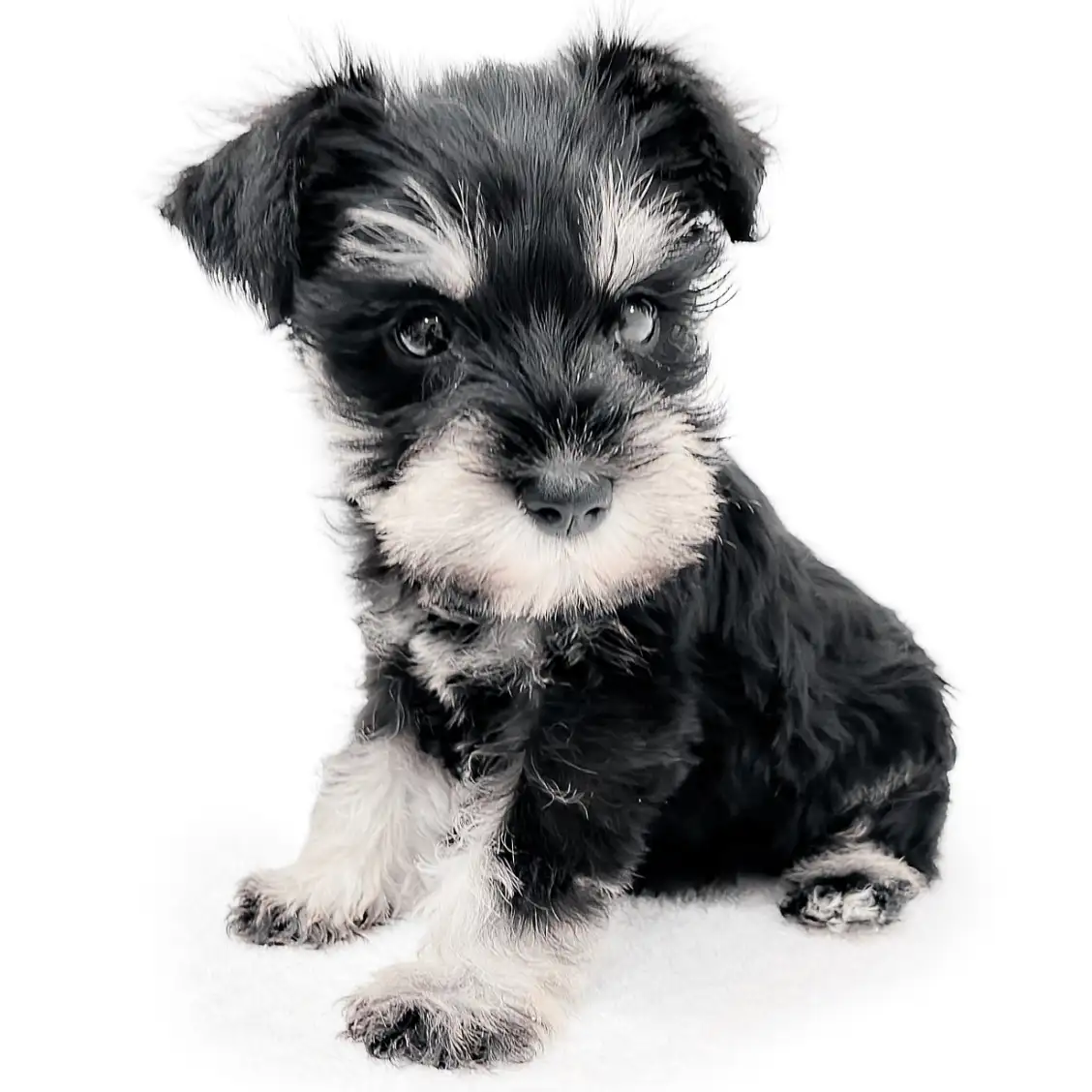 ミニチュア・シュナウザー