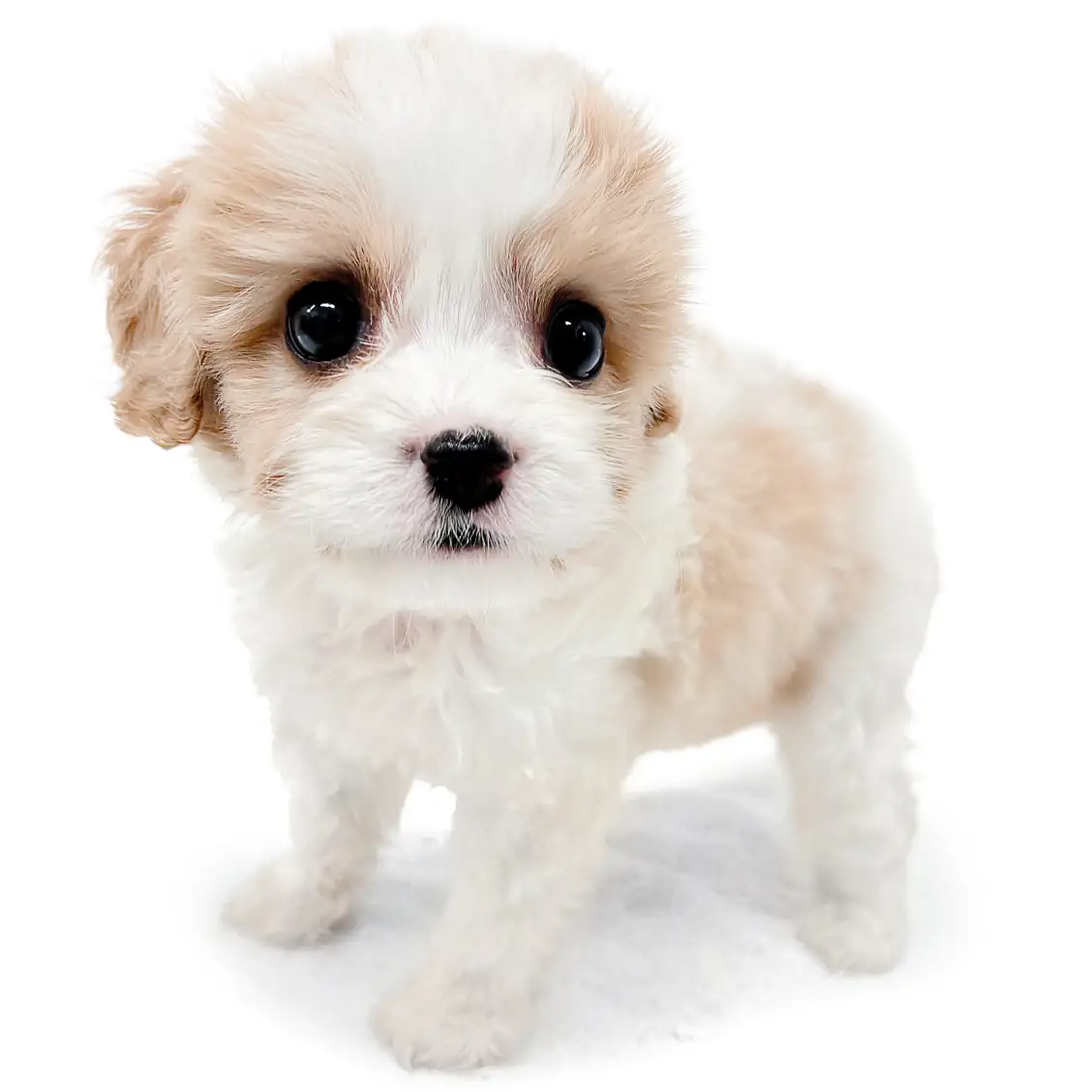 MIX（キャバリアキングチャールズスパニエル×ビションフリーゼ）