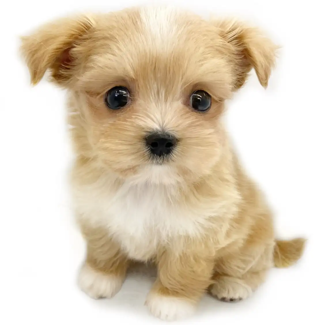 MIX（マルチーズ×チワワ）