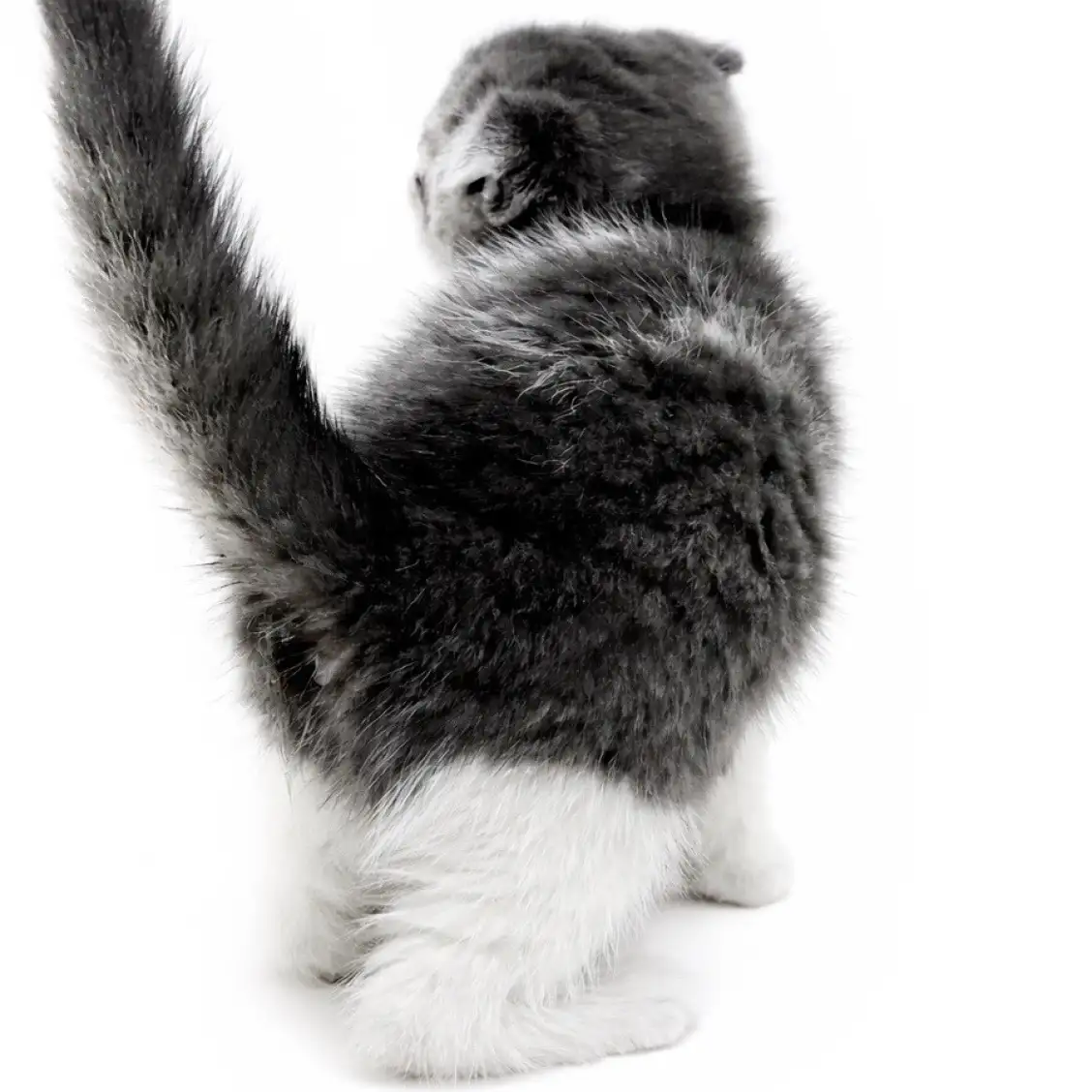 スコティッシュフォールド