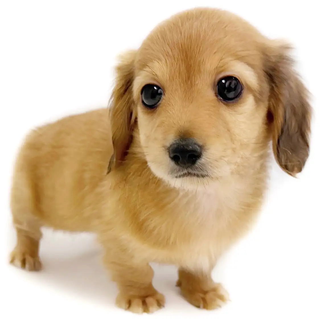 ミニチュア・ダックスフント