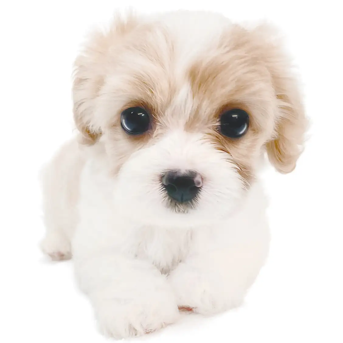 MIX（キャバリアキングチャールズスパニエル×ビションフリーゼ）