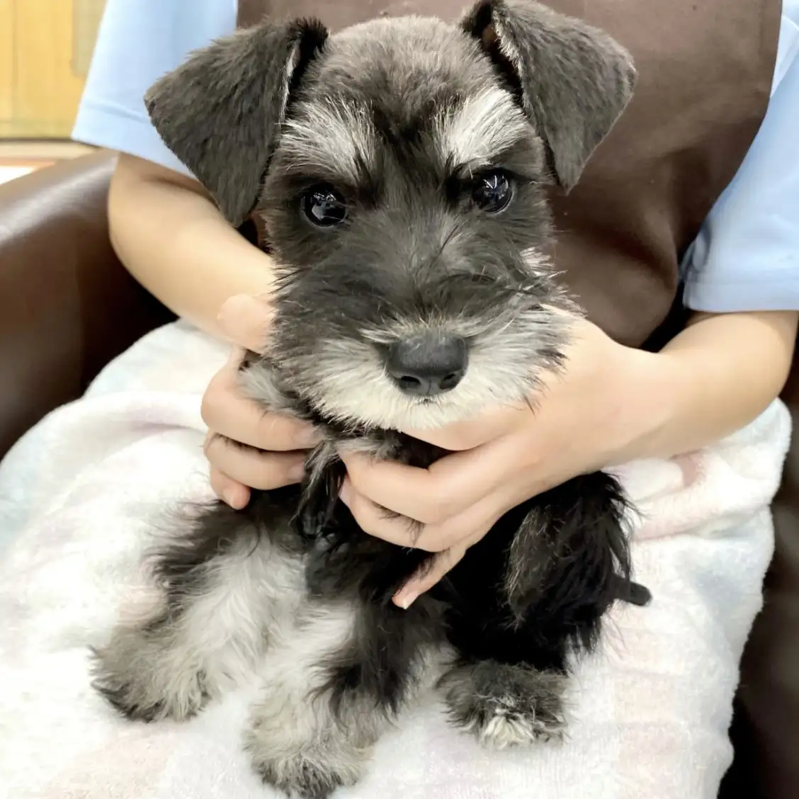 ミニチュア・シュナウザー