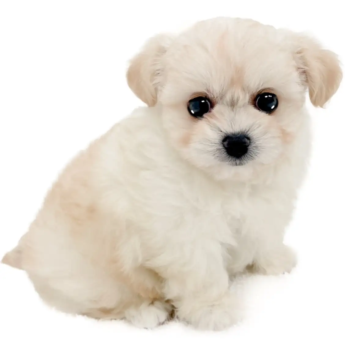 MIX（チワワ×ビションフリーゼ）