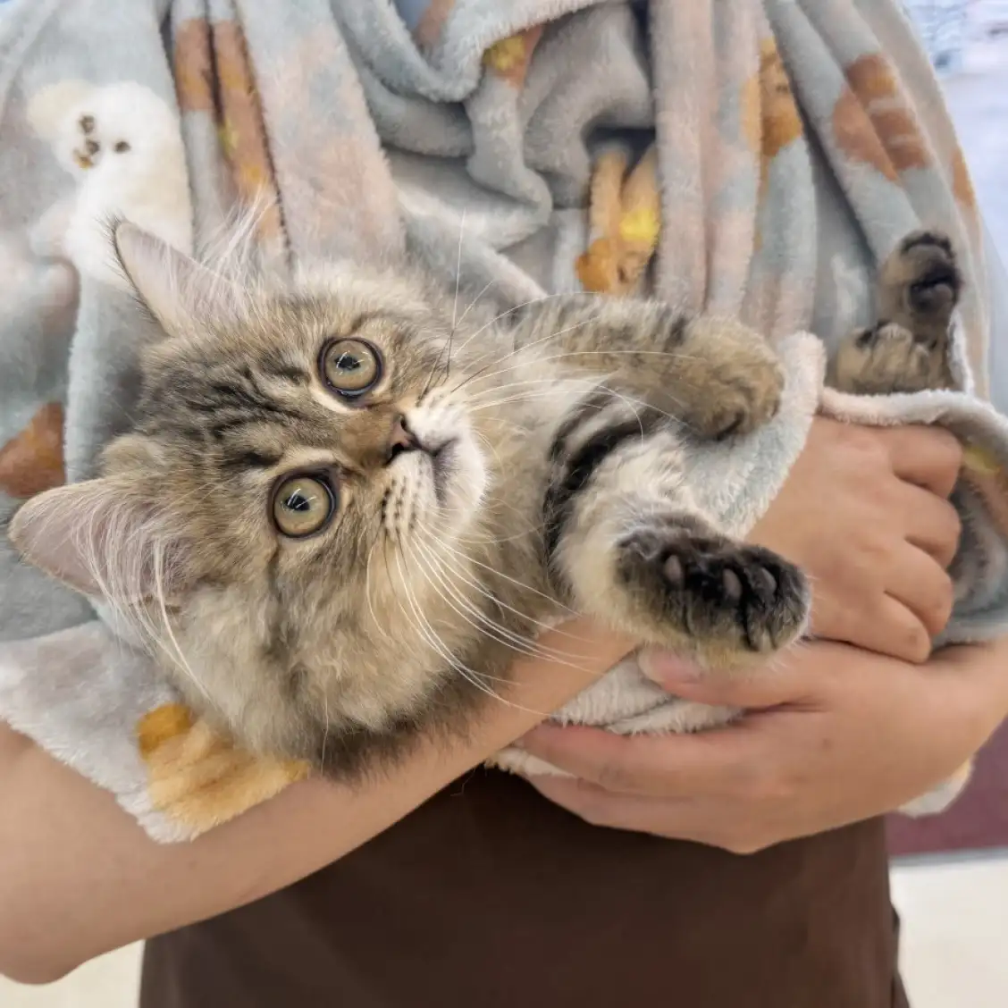 ラガマフィン
