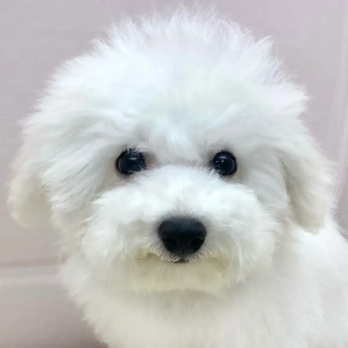 ビションフリーゼ