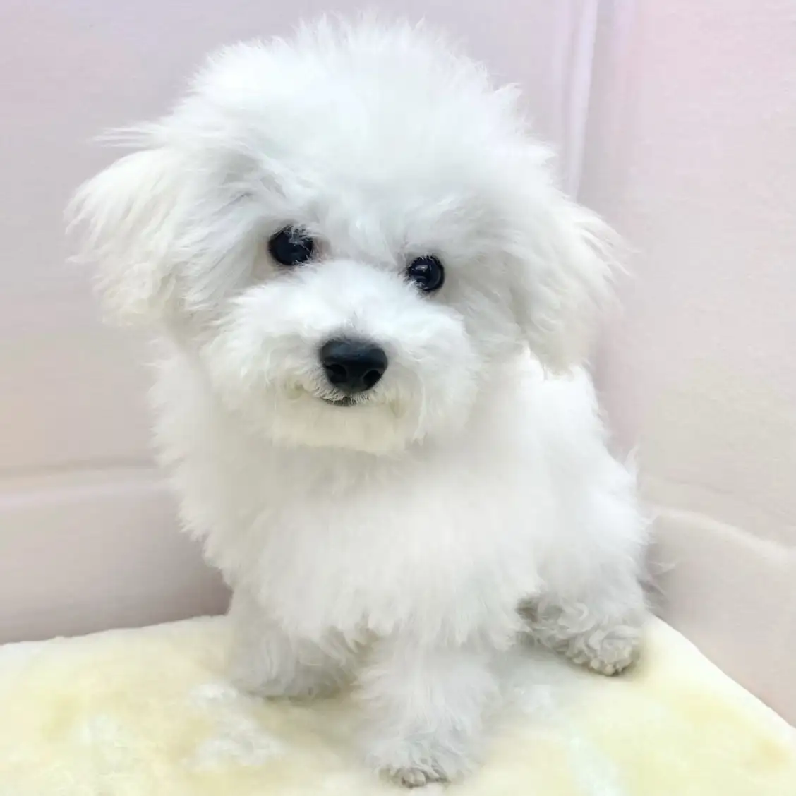 ビションフリーゼ