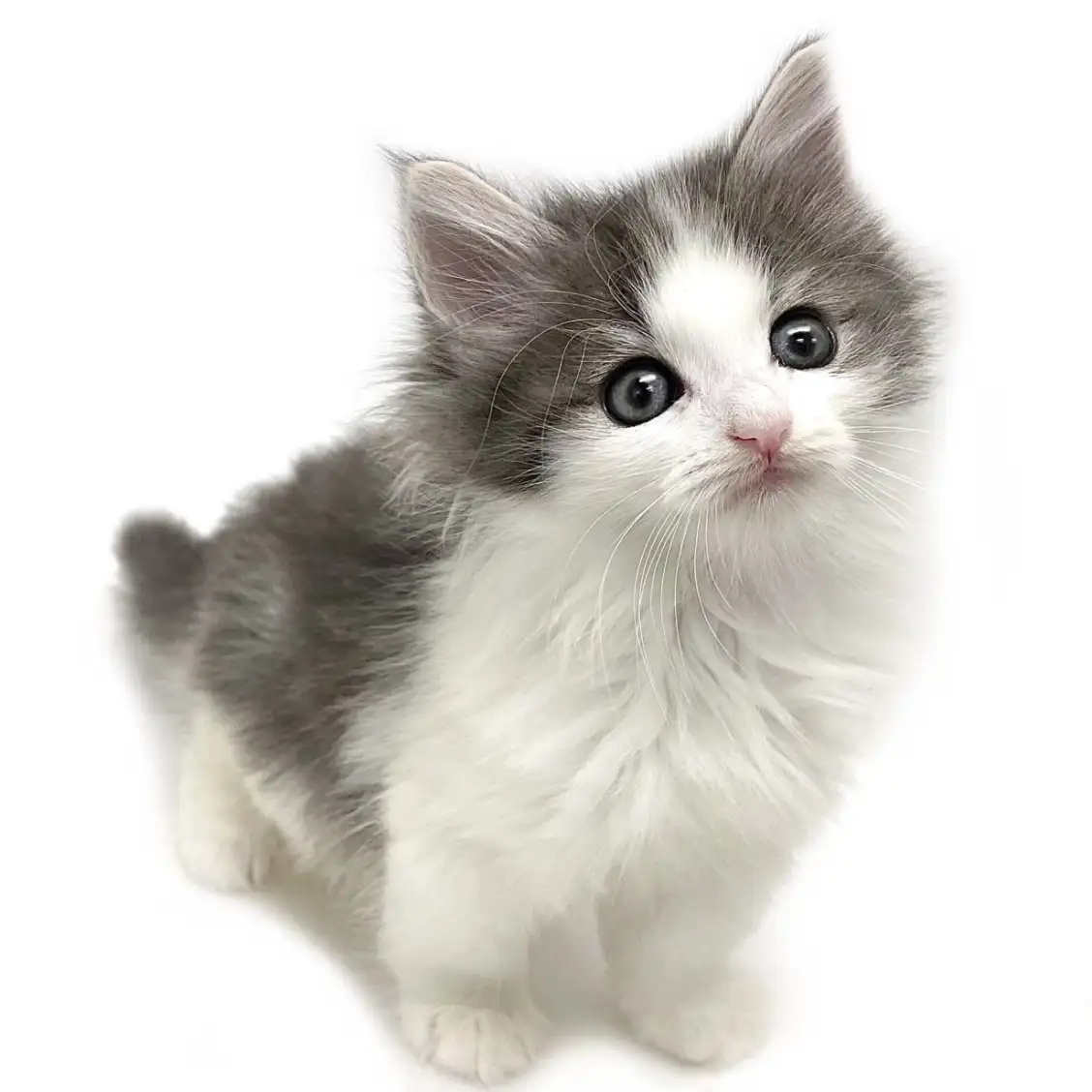 ノルウェージャンフォレストキャット