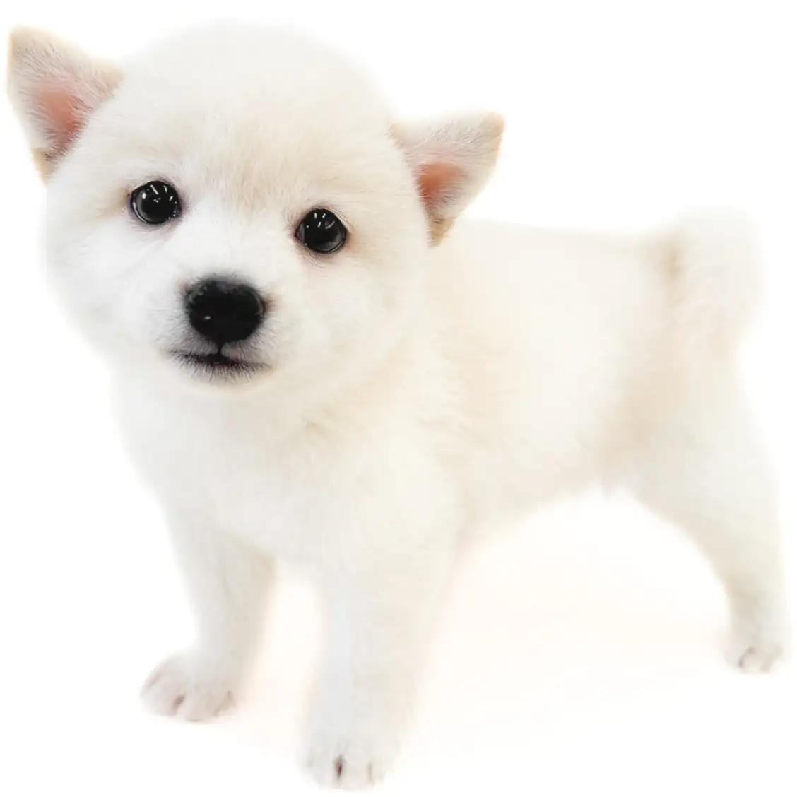 柴犬