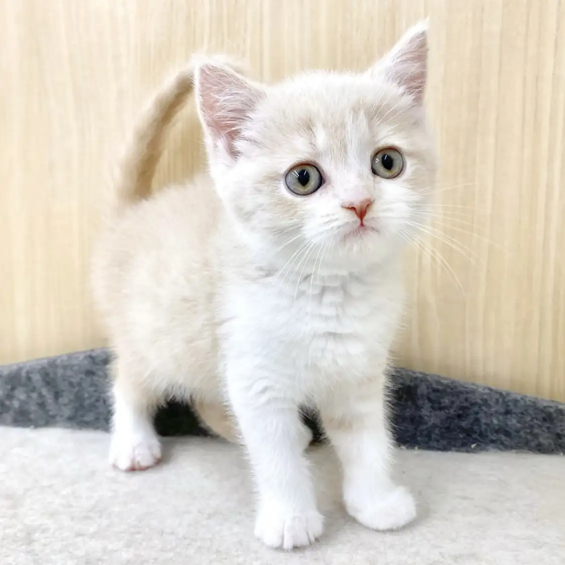ブリティッシュショートヘア
