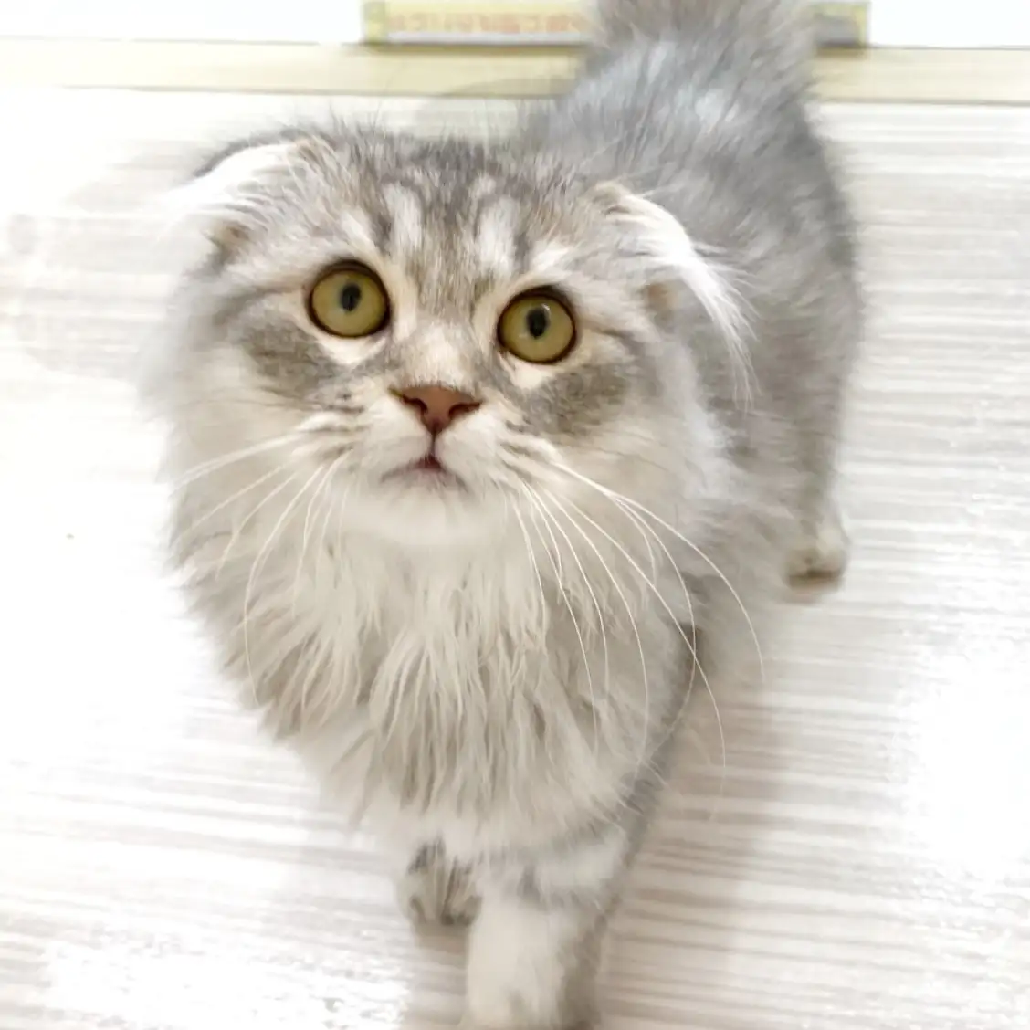 スコティッシュフォールド