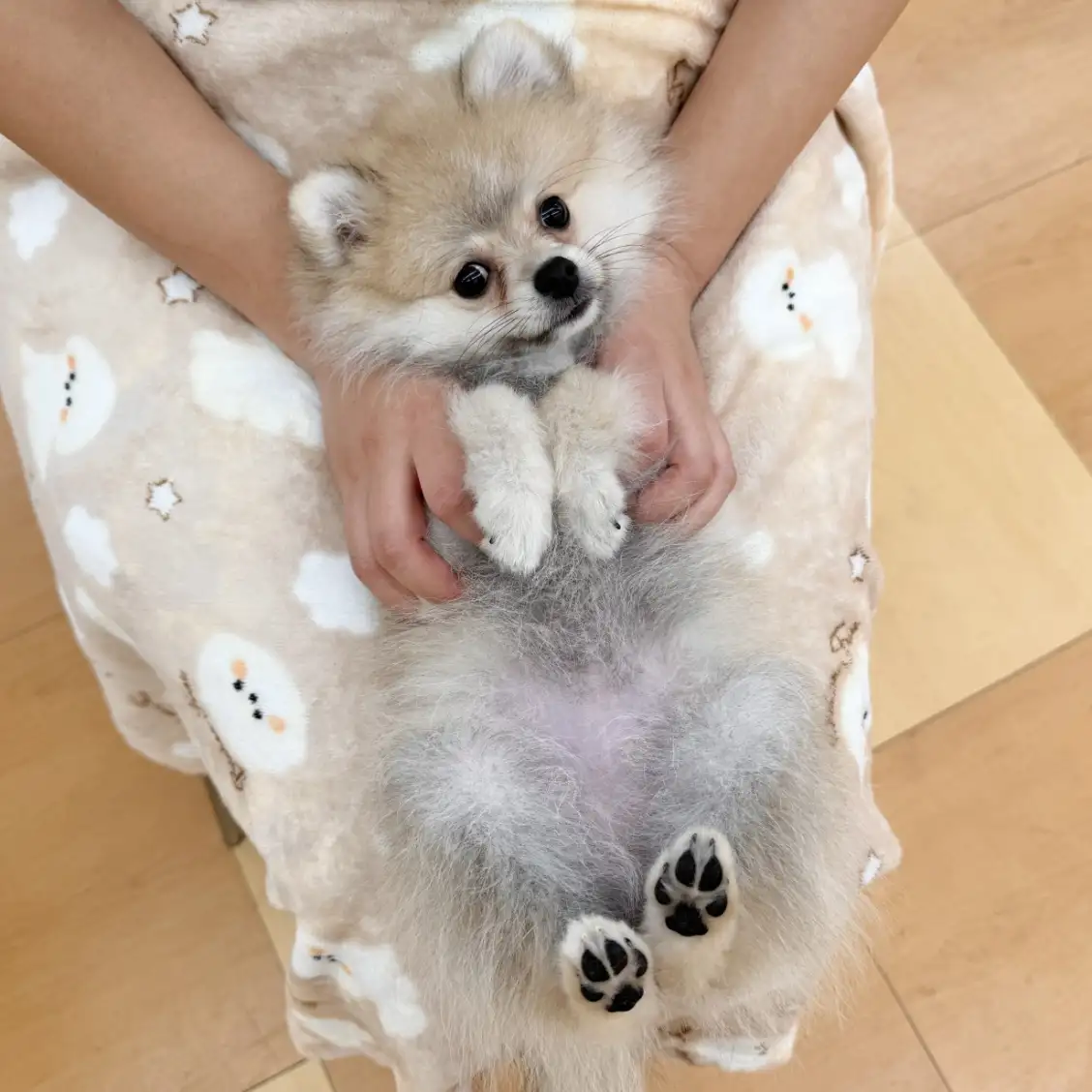 ポメラニアン