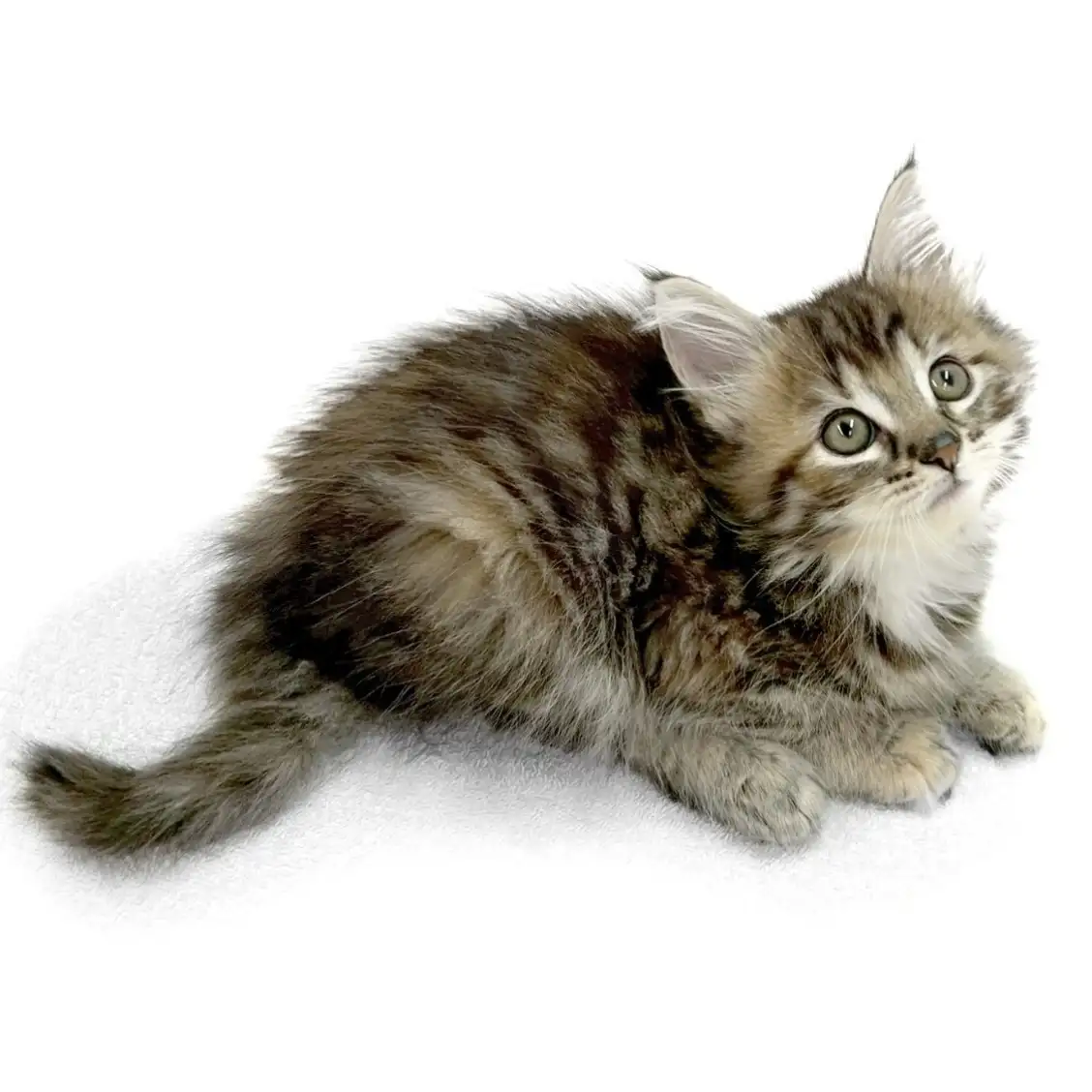 ノルウェージャンフォレストキャット