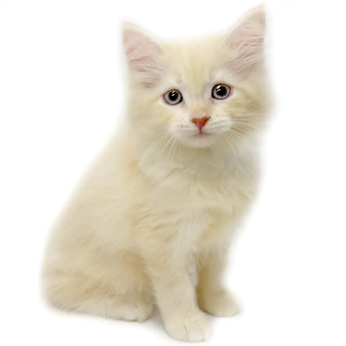 ノルウェージャンフォレストキャット