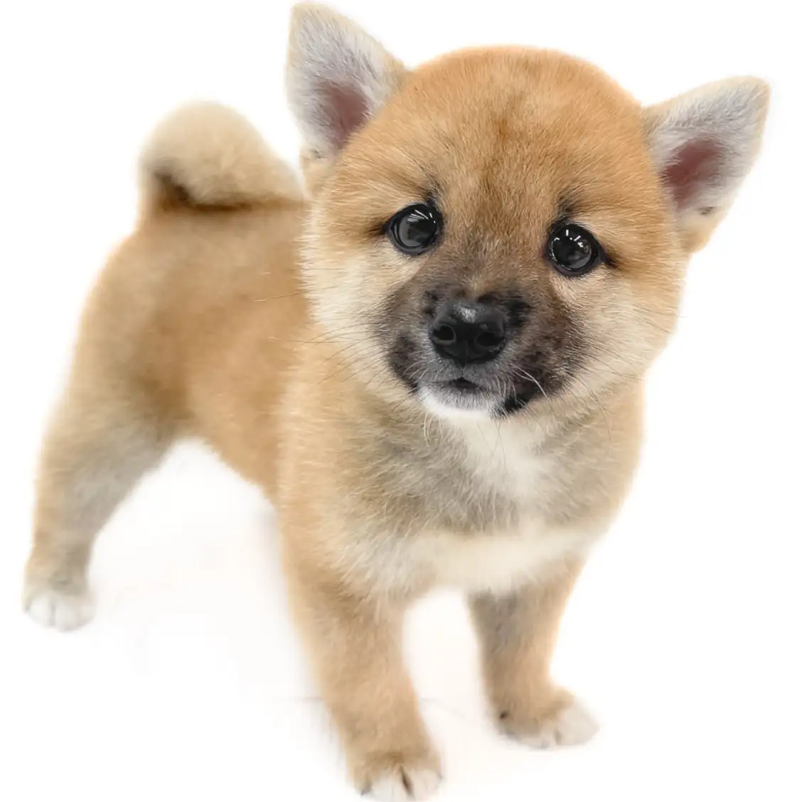 柴犬