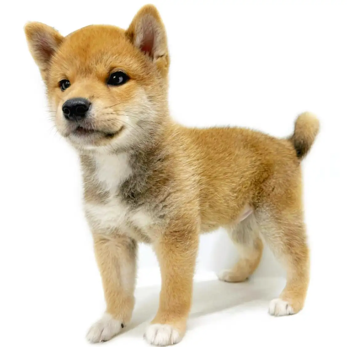 柴犬