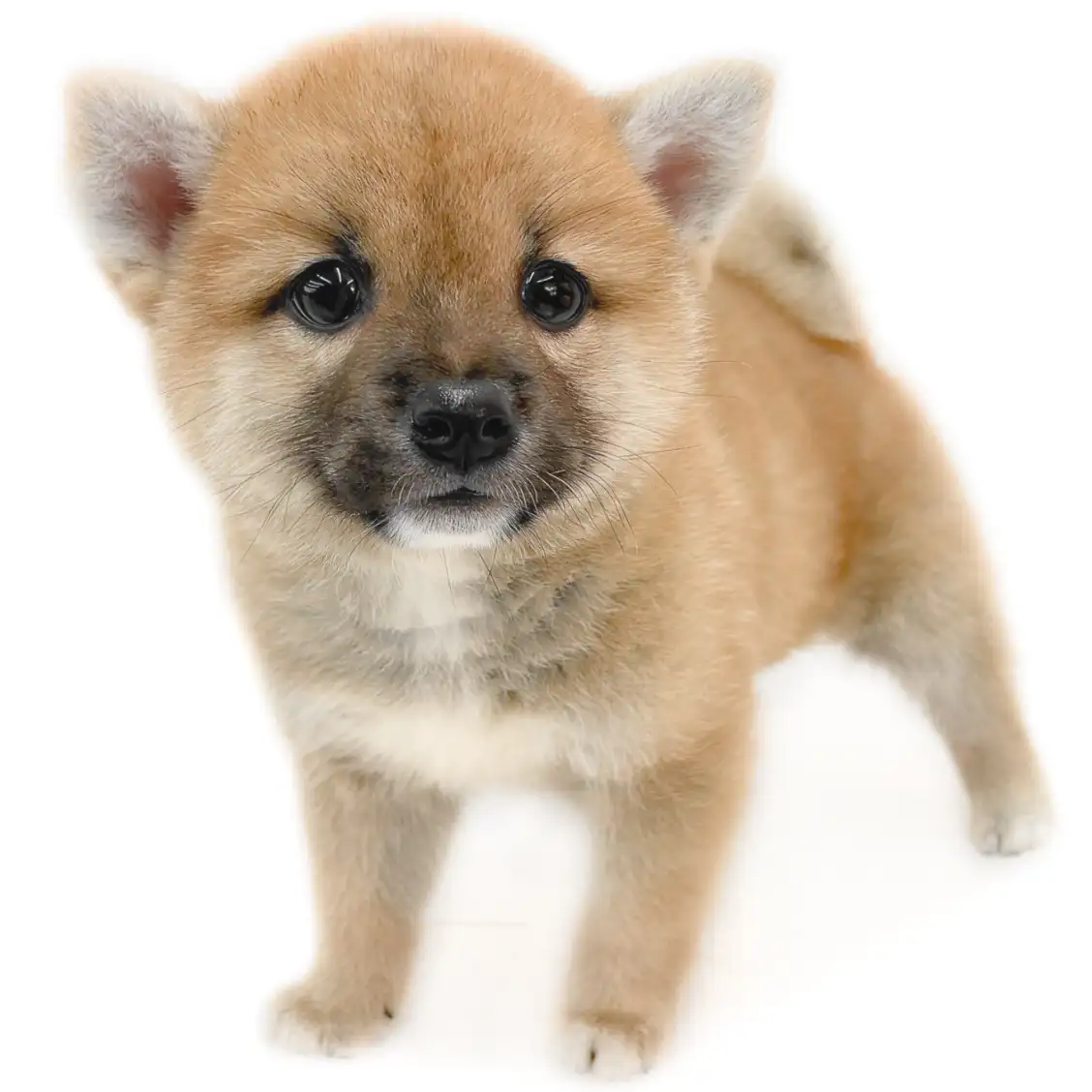 柴犬