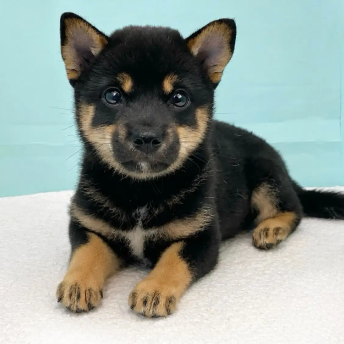 柴犬