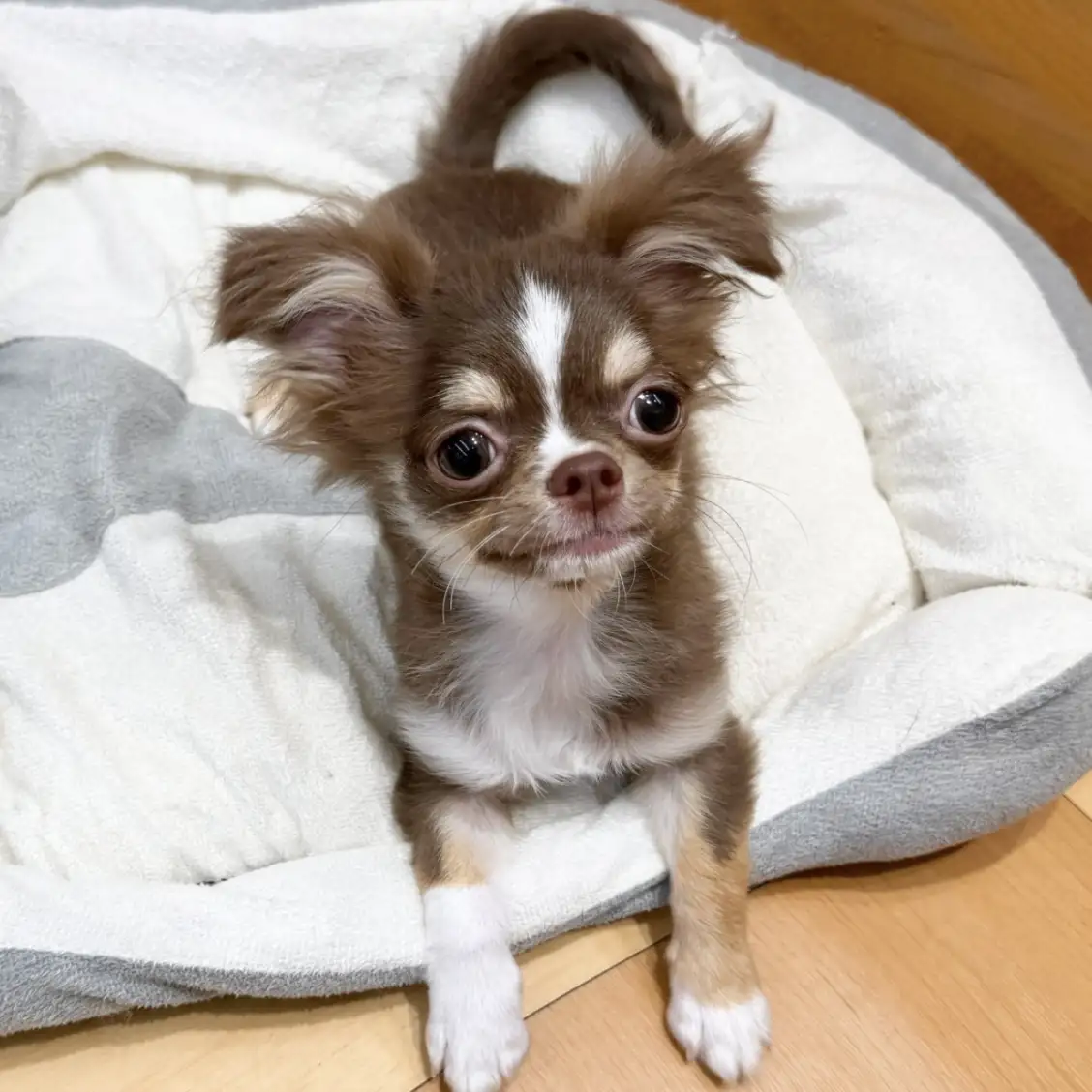 チワワ