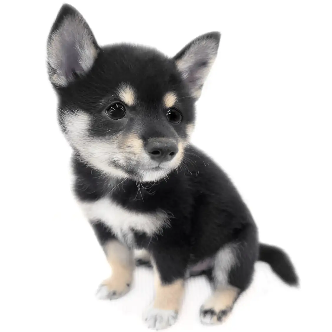 柴犬