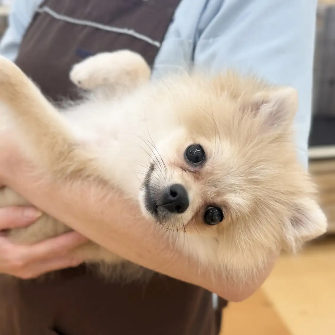 ポメラニアン