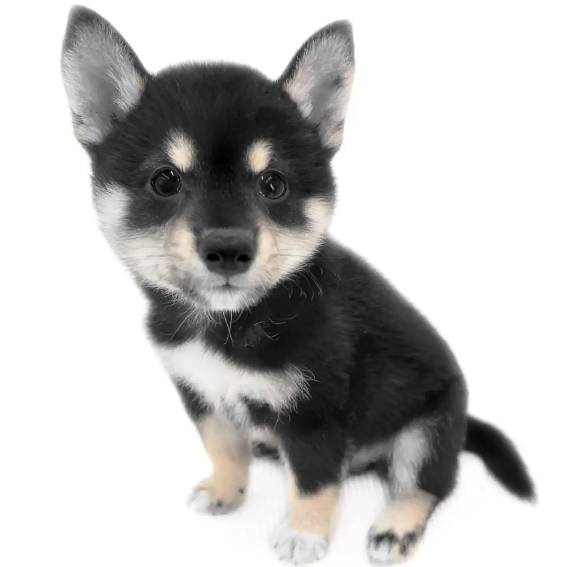 柴犬