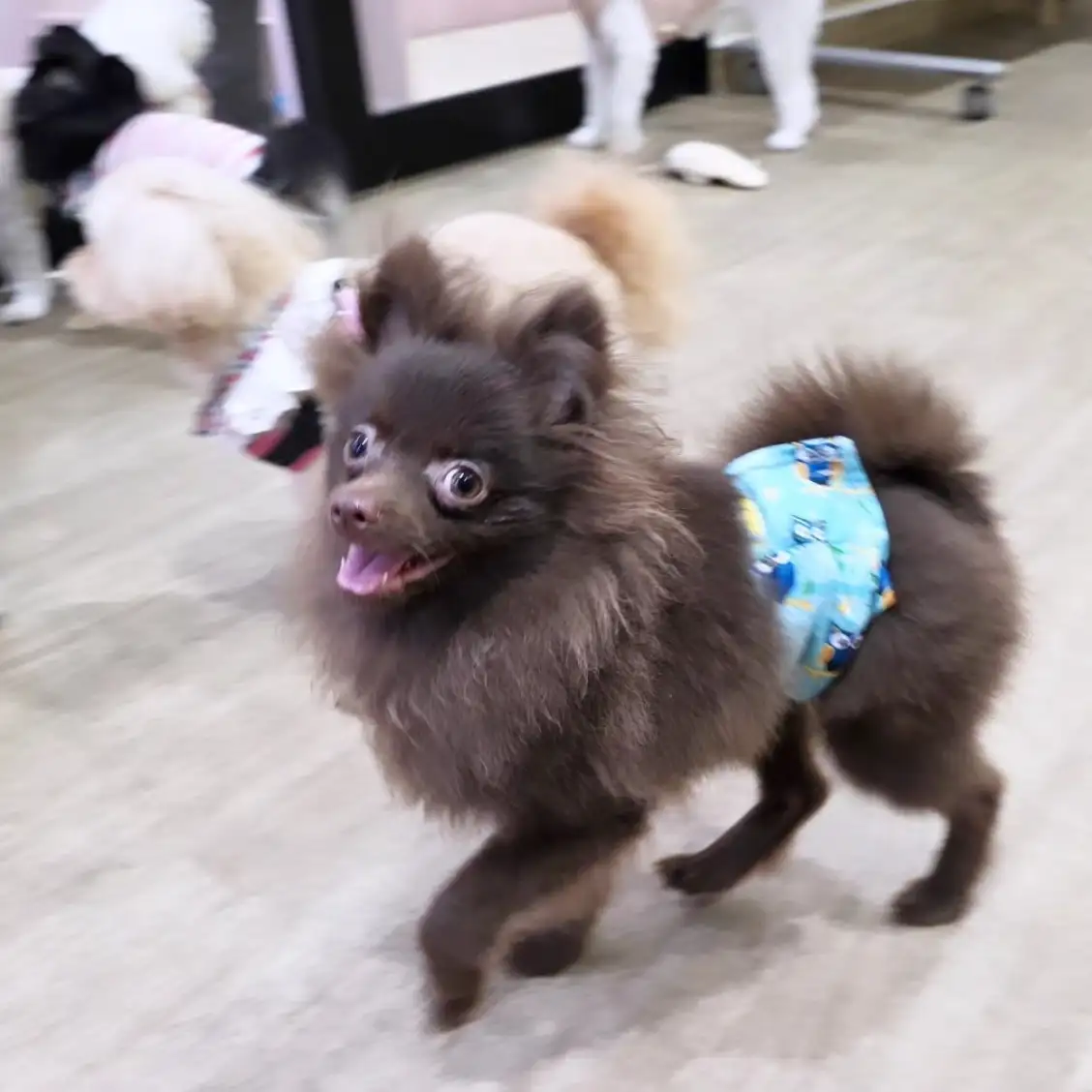 ポメラニアン
