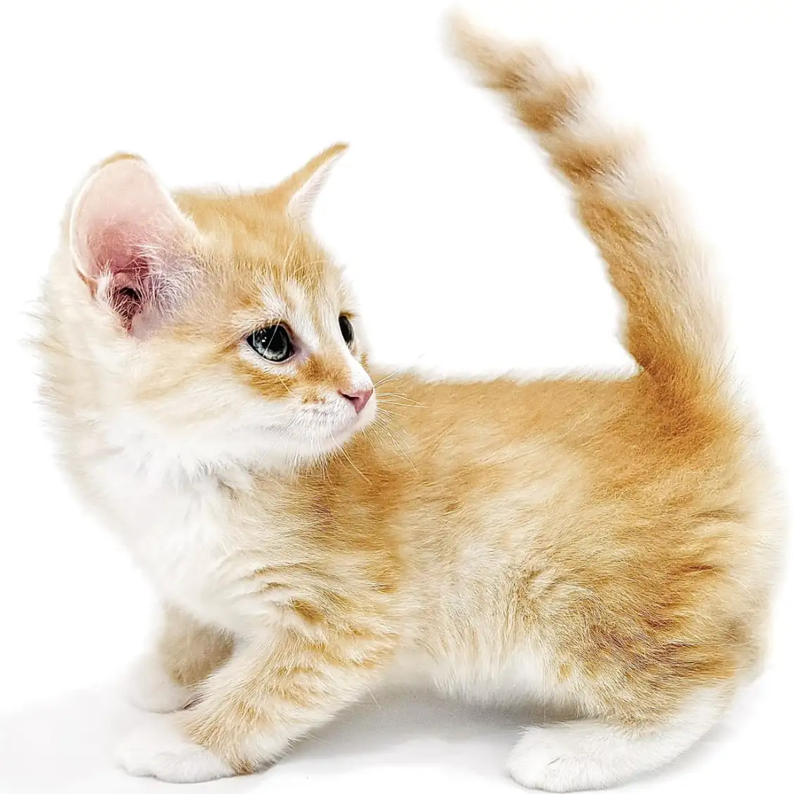 ノルウェージャンフォレストキャット