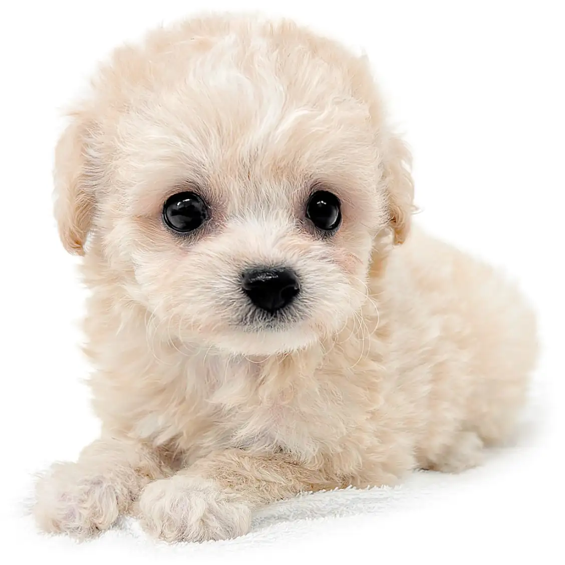 MIX(トイプードル×チワワ)
