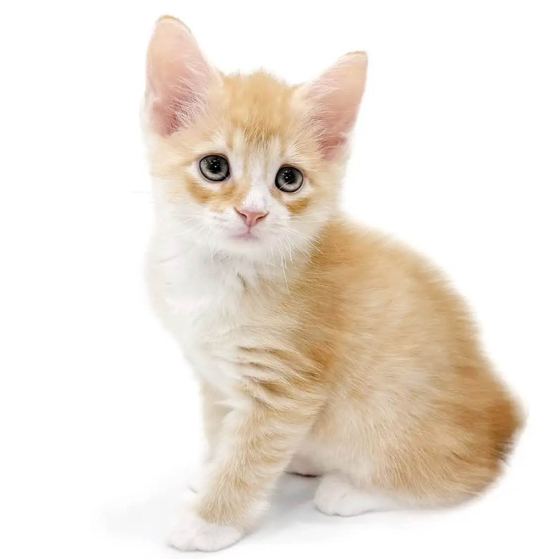 ノルウェージャンフォレストキャット