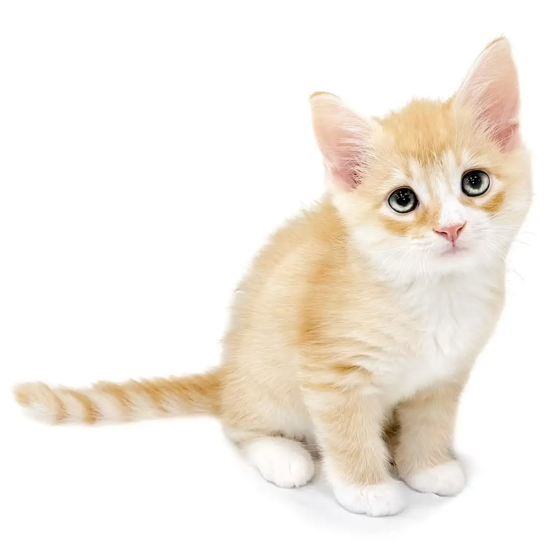 ノルウェージャンフォレストキャット