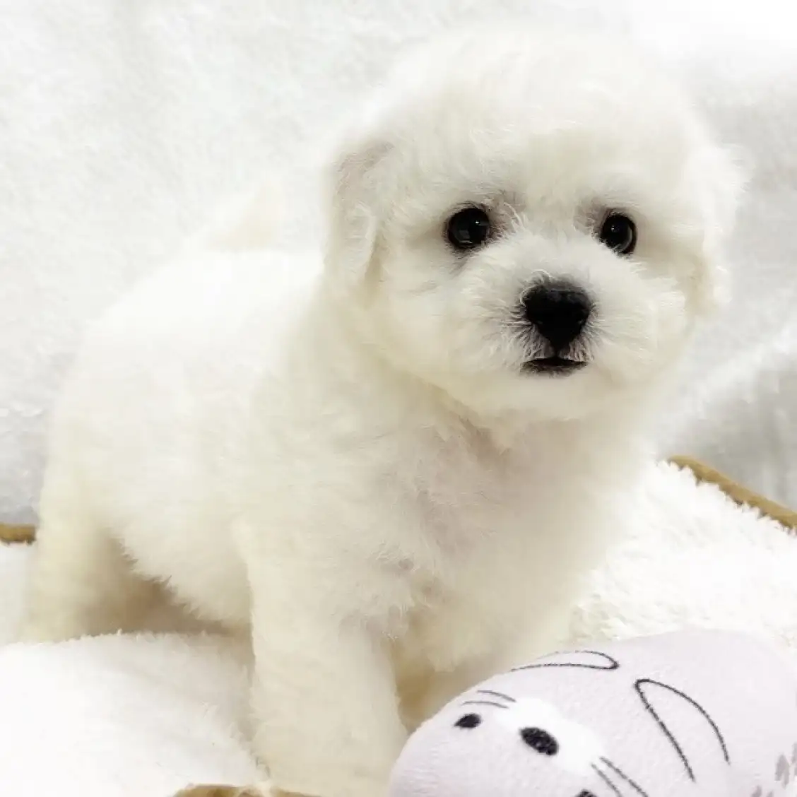 ビションフリーゼ