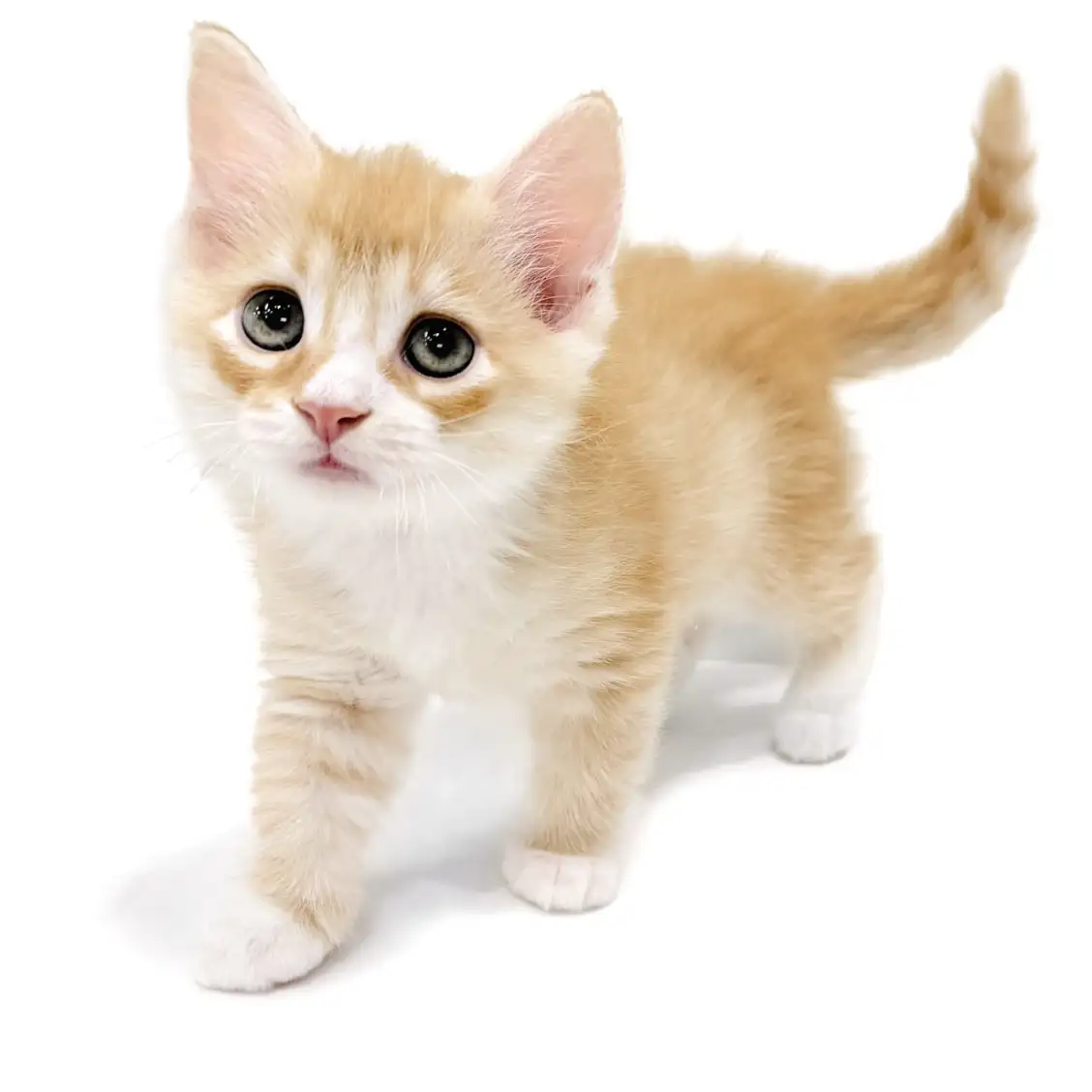 ノルウェージャンフォレストキャット