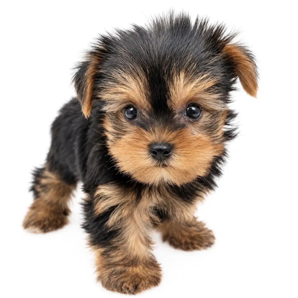 ヨークシャーテリア