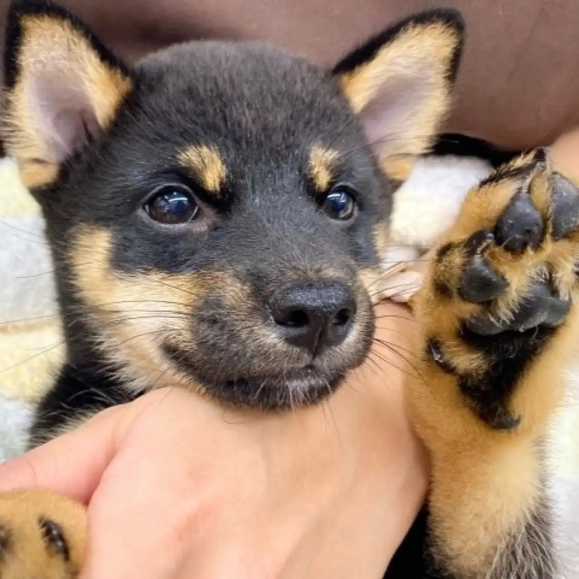 柴犬