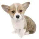 ウェルシュコーギーペンブローク