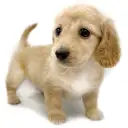 カニンヘン・ダックスフント