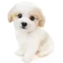 MIX（キャバリアキングチャールズスパニエル×ビションフリーゼ）