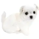 MIX（チワワ×マルチーズ）