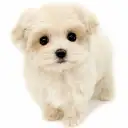 MIX(トイプードル×マルチーズ)