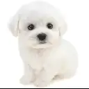 ビションフリーゼ