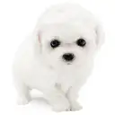 ビションフリーゼ