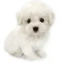 ビションフリーゼ